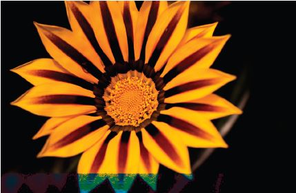 This is the Sunflower image